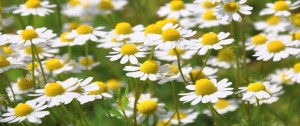 chamomile-796381_640